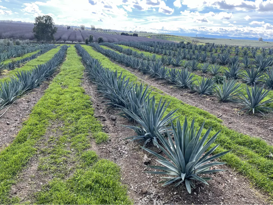 Introducing: Agave Talk